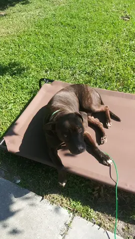 #CHICO #mylove #pittiesoftiktok #firsttiktokvideo