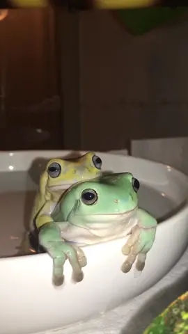 The Reunion 🥺💕 #frog #CurlsCheck #PetStory #SafeguardSplash #Kolors