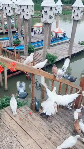 Chim quá trời chim nè! Có ai thích bồ câu không? #travip #yeumaybay #dove #angiang #trasu #rungtram #rungtramtrasu