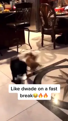But fr that spin was too smooth 😂🔥 @sammurillo55/tw #spin #dog #pet