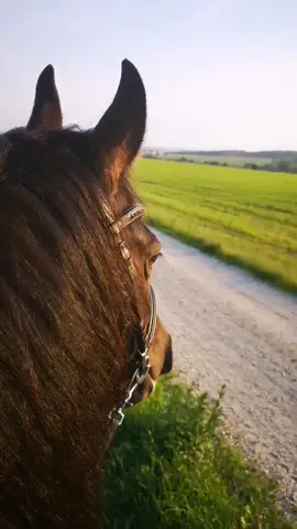 Abendlicher Ausritt 😍 PS im Wald wohnen Gespenster 😂#horsegirl #sunset #friesian