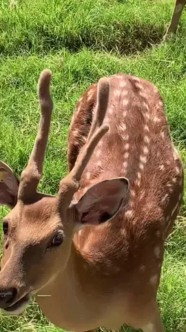 Sika Deer are so beautiful 🦌 🤗 #beautiful #deer #sikadeer #beautifulday #sopretty #cuteanimals 💕🤗😃😊