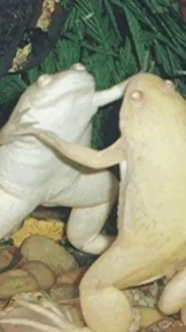 Oh to be a frog