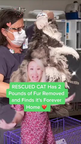 😳 Rescued Cat Has 2 LBS of Fur Removed and Finds it’s Forever Home! #cat #catsoftiktok #catlover #catlove #catlady #catadoption #catsbae #catsof