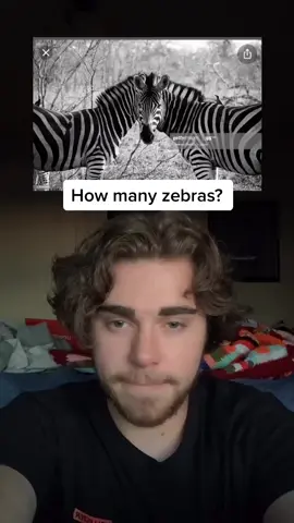 How many zebras? Look carefully! Comment how many you think, then hit the “➕” #zebra #zoo #SkillBuilding #obsessedwithit #SafeguardSplash
