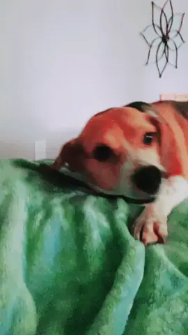 Lazy butt ❤️ #dog #dogsoftiktok #beagle #sleepytime