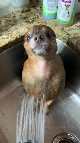 Time to wash the baby seal | 🎥 judy.fletcher.100 |  Follow us for more 🐶 #fyp #foryoupage #dogsoftiktok #dogs