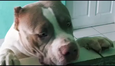 feliz porque llego su comida!! 🥰🥰😆😆😅 #parati  #guatemala  #perros  #americanbully  #mascotas  #food #barf