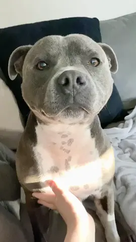 For those wondering what it’s like to live with a Staffy #staffy #foryou #foryoupage #dogsoftiktok #fyp