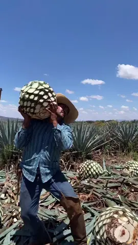 El proceso del tequila en 1 minuto #PassItChallenge con tequila! #PassTheAgave #parati #fyp #tequila