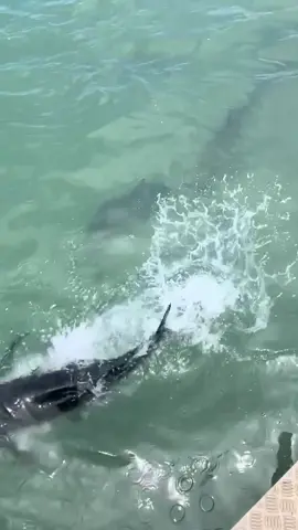 How cool are these fish! #fish #fishing #jetreef #xyzbca #gt