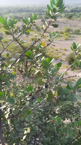 @hiba_bukharii @yaseenafridi13 @deejy813 @ashiqnawaz07 @userfamousafridi16311387     😢😢😢😢 yaseena khatmi swey 😜😜😜😜😜