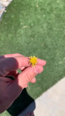The last ￼dandelion pt.3 🌼 #fy #fyp