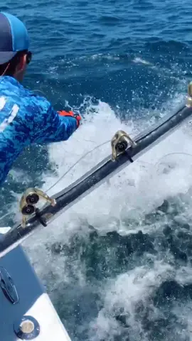 Every summer the goliath groupers migrate to South Florida. This never gets old!! #Summer2020 #goliathgrouper #fishing #offshore