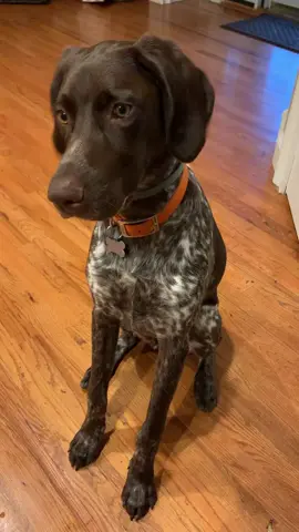 #goodboy #gsp #foryoupage #tiktokanimals