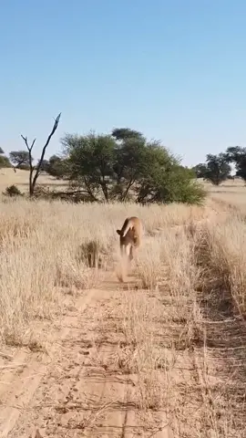 Sirga gets zoomies too 🤷‍♂️ #zoomies #lion #wildlife #animalsoftiktok #wildliferescue