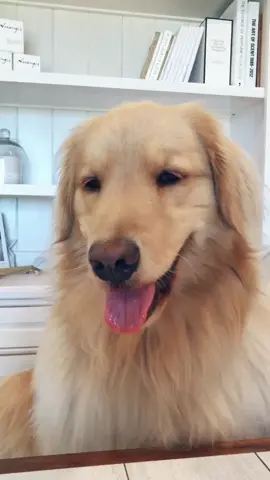 A little celebration and lots of treats for the birthday girl!! 🐶🎉🦴 #birthdayparty #goldenretriever #goldenretrieverlife #dogsoftiktok