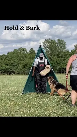 Sunday’s seminar with Waine ❤️#K9 #ipo #igp #schutzhund #bitework #sportdog #sportdogs #dogcastle #gsd #gsdpuppy #darkwinggsd