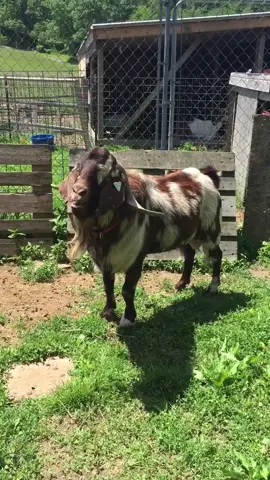 He’s such a Hunk, who can resist??#goat#buck#fyp#foryou#country#foryoupage#animals#farmer #hunk#countryboy#farmlife#funny