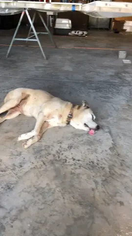 Dreaming about her puppicino❤️🥰🐶😍#fyp #dogsoftiktok #SNOOZZZAPALOOZA #starbucks #thattonguedoe #mydogscuterthanyourdog