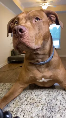 Hiii!! This is my life 🙈#petlover #pitbull #pitbullterier #fyp #dlaciebie #foryoupage #foryou #fypシ #dogsoftiktok #dogs #funnydogs #viral #dogsvideo