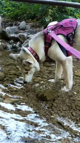 Went on a hike and found a creek! 🏞️🐕🐾 #hikingadventures #dogsoftiktok #huskiesoftiktok #SNOOZZZAPALOOZA #DontLeaveMe #BrowFitness