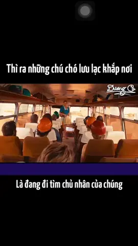 Chú chó đi tìm chủ p1 #cuocsong