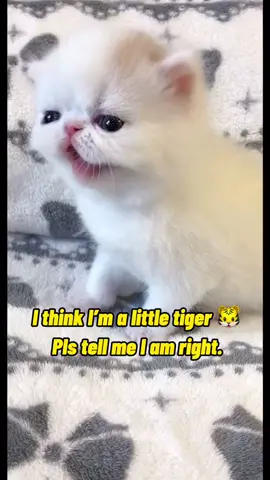 I think I’m a little tiger 🐯 #fyp #foryou #foryoupage #cat #cuteee #pet