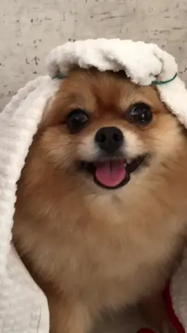 #хочуврек #врек #собака #шпиц #pomeranian #салам #кальян #смешнаясобака #funnymoments