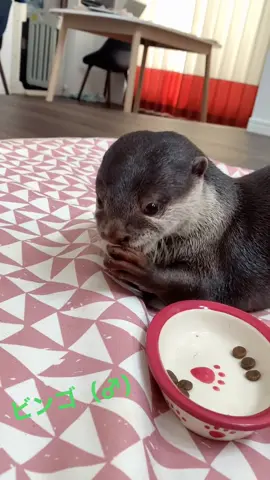 #カワウソビンゴ #カワウソベル #咀嚼音 ベルが最近寝転がって食べるようになりました😭
