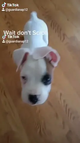 throwback to my first viral vid of evie the boxer pup #AnimeThings #DogsOfTikTok