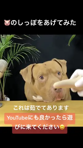 #本気出してみた #特徴あるある #ピットブル #asmr #どうにかなりそう