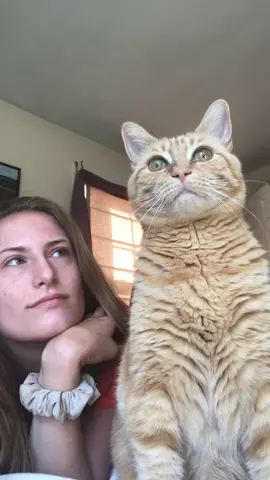 He actually said 👁👄👁 #catsoftiktok