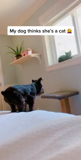 they’re best friends, Dottie just wants to be a cat now 🙄 #fyp #foryoupage #PhotoStory #kitten #dog #PetsOfTikTok #funnyvideo