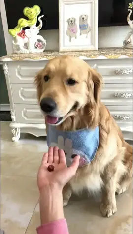#pet #foryou #tiktok It made a wrong choice.😂