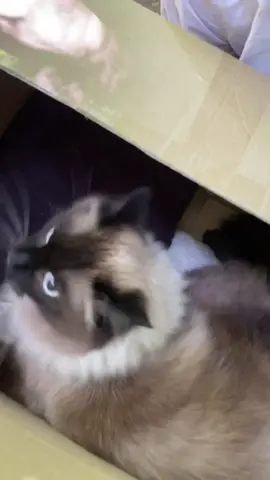 Как быть дальше ...😰 #милаш #dogoftiktok #загадка #киндер