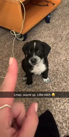 Sassy little biotch #puppy #fyp #Dog