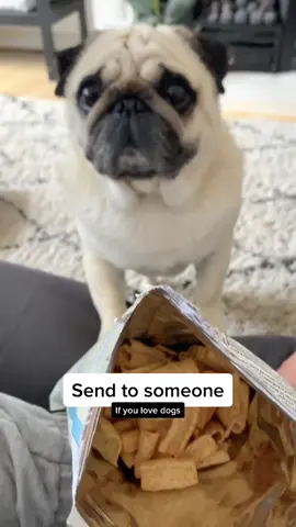 when snacks are life #petcafe #puggysmalls #dogsoftiktok #dog #pug
