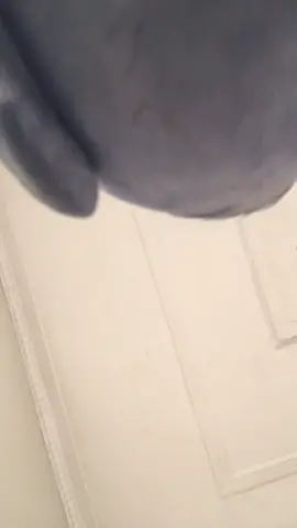 Anyone needs peekaboo? #TreatYourPet #Love #treatyourpet #fyp #australia #pet #vibe #bird #possitivevibes #follow #100k