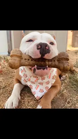 Smile 😊 happy booiii herc #hercthebully #fyp #pocketbully #dontbullymybreedlola