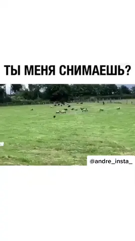 Видео дня🤣