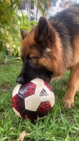 #germanshepherd #candle #puppy #dog #doggie #adidas #ball