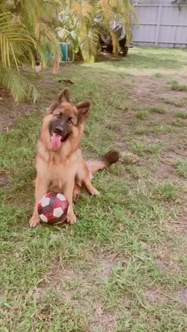Apollo is in a bad mood today 🙄😂 #getmanshepherd #gsd #puppydogwoof #k9 #dogharness #harness #ball #adidas