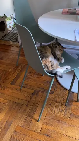 For like 23hours...😹 #fyp #foryoupage #meetmypet #animalsdoingthings #cat #itookanap #catsoftiktok #PetsOfTikTok