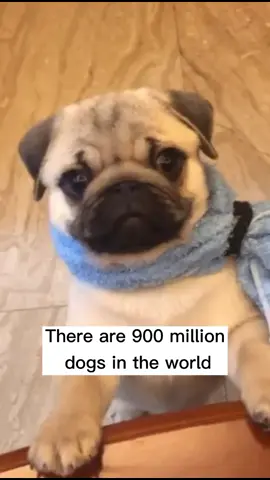 Glad to meet u and be friends🥰#dog #puppy #pet #fyp