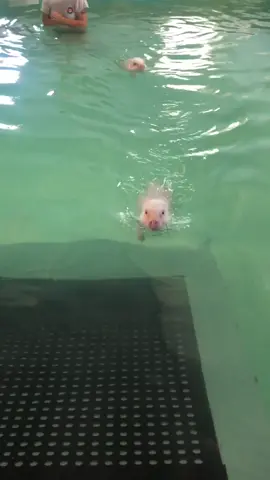 Pearl and Arnold got to use the pool at a canine fitness center and did great! #swimmingpigs #swimlessons #minipig #ourpets #treatyourpet