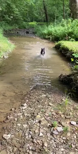 Turbo dog is now a water dog 😂😂 she’s such a spaz. ❤️🐶 #foryoupage #fyp #foryou #whereyouat #family #puppy #dogsoftiktok