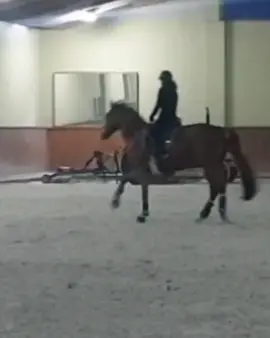 #tb to Dami doing some piruette canter bridleless😍 what do you think? #dressage #horse #horsegirl #equestrian #bitless #viral #fyp #foryoupage #pferd
