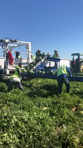 Thank you to those who help feed us 👏🏼 Here we are harvesting Watermelons! #watermelon #farm #fyp #foryoupage #food #farmlife