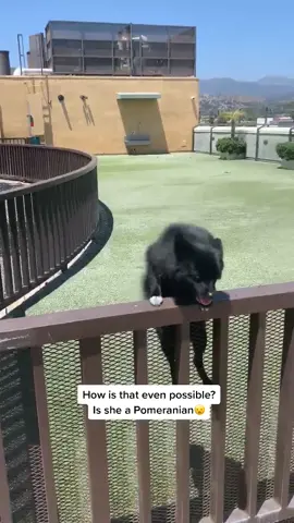 I think my dog is broken 😑 #Fyp #LittleBitFancy #goviral #dogsoftiktok